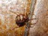 Steatoda triangulosa